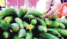 黄瓜小视频,揭秘日常生活中的绿色健康生活智慧