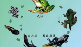 蝌蚪在线视频,蝌蚪在线视频深度解析